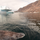 A Greenland shark in the icy waters of Disko Bay, western Greenland. Image: Julius Nielsen